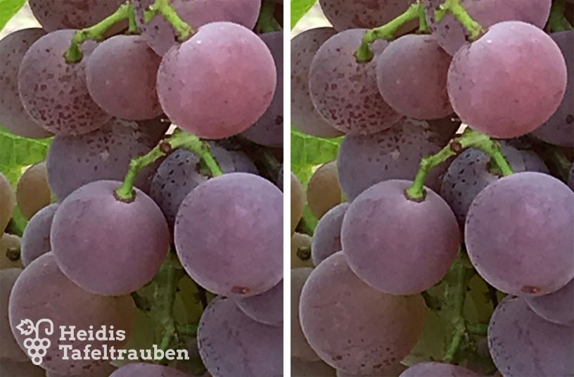 Vitis vinifera – Tafeltraube Suffolk Red online kaufen bei Heidis  Tafeltrauben | Heidis Tafeltrauben