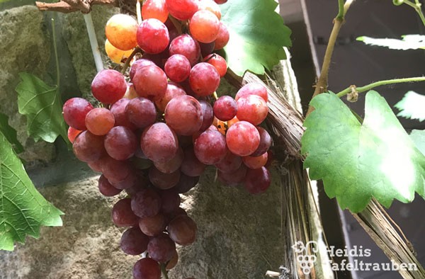 Crimson Seedless - kernlose Tafeltraube