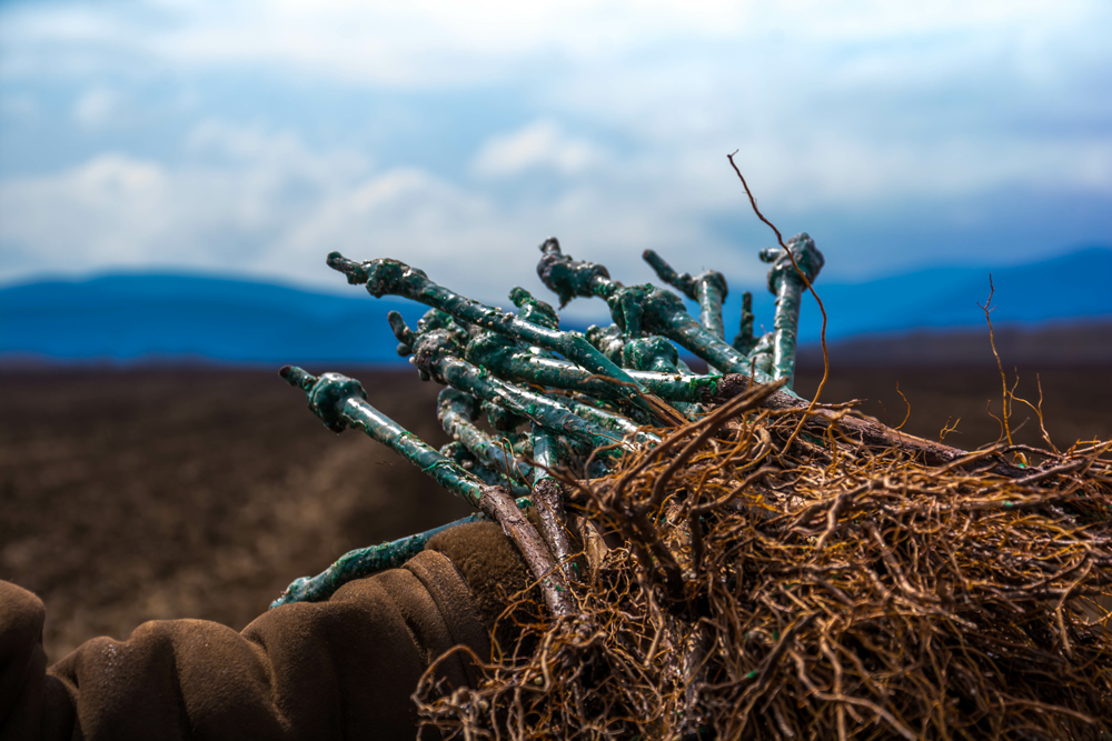 wurzelnackte_tafeltrauben_unterseite1